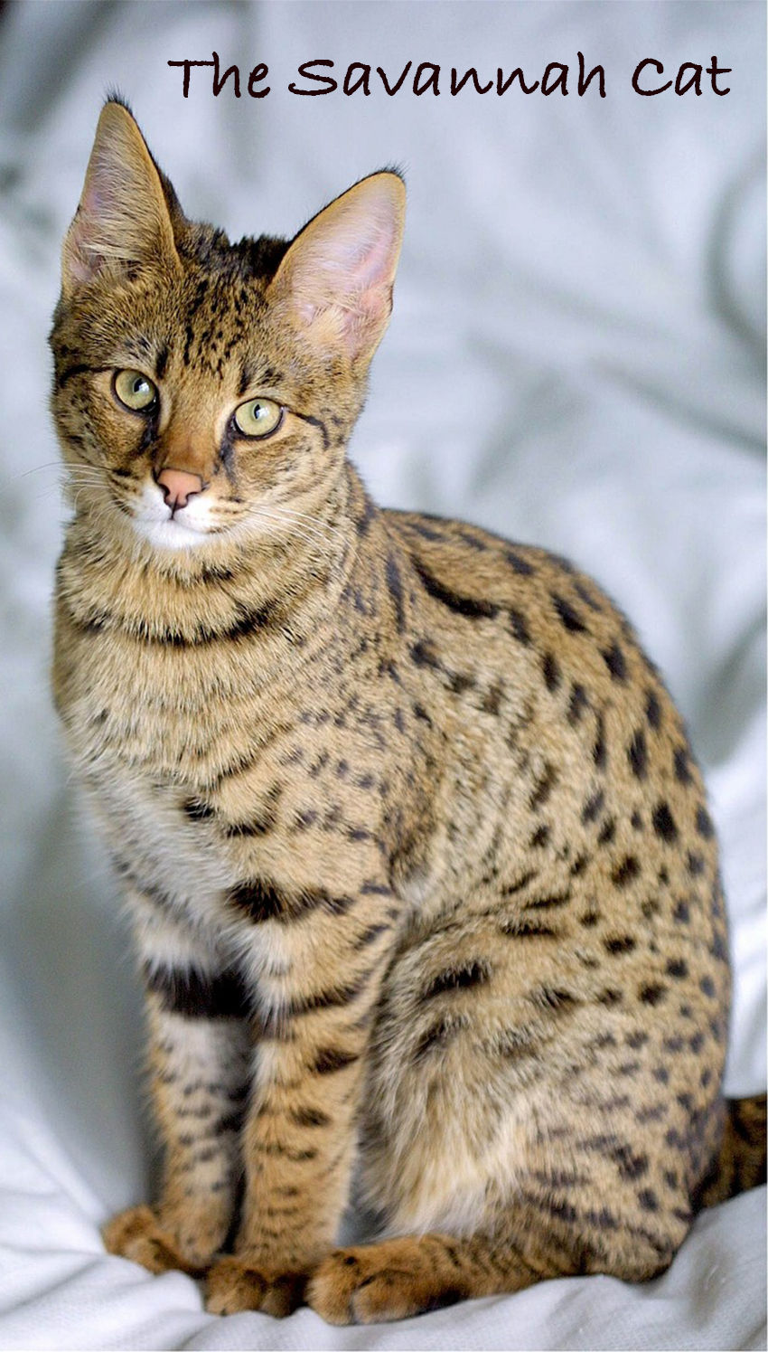 A Complete Guide To Savannah Cats. From Savannah Cat cost, to temperament, behavior, care, health and much more.