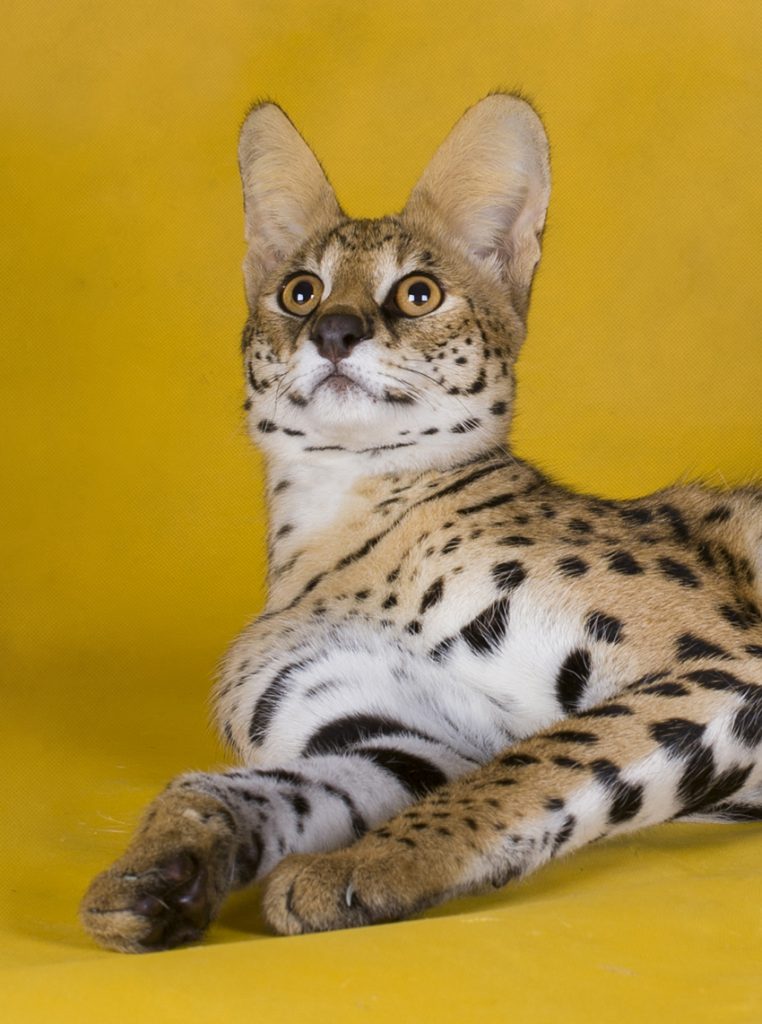 Savannah Cat Information A Complete Guide to a Hybrid Breed