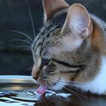 This tabby cat is thirsty - is your cat drinking a lot of water