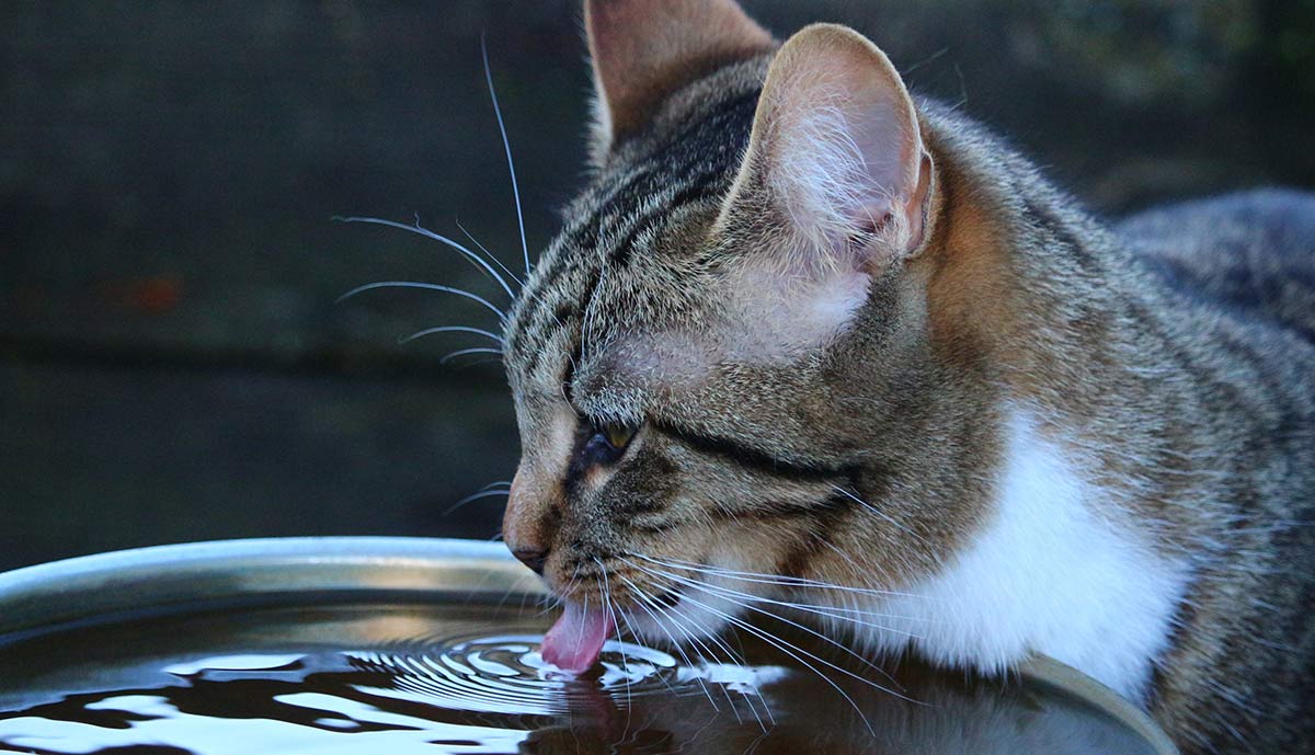 This tabby cat is thirsty - is your cat drinking a lot of water