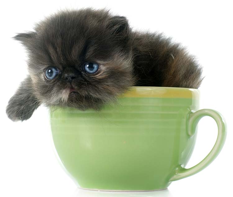 There are several different ways to make miniature cats - Sarah Holloway explains in this detailed guide to teacup cats and miniature cats. A teacup Persian cat full grown will still be quite fragile and require special care.