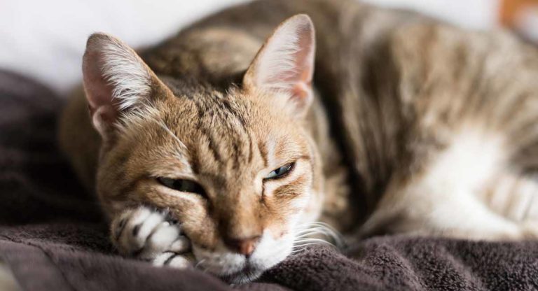Cat dementia