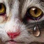 Do Cats Cry