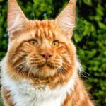 Large cat breeds