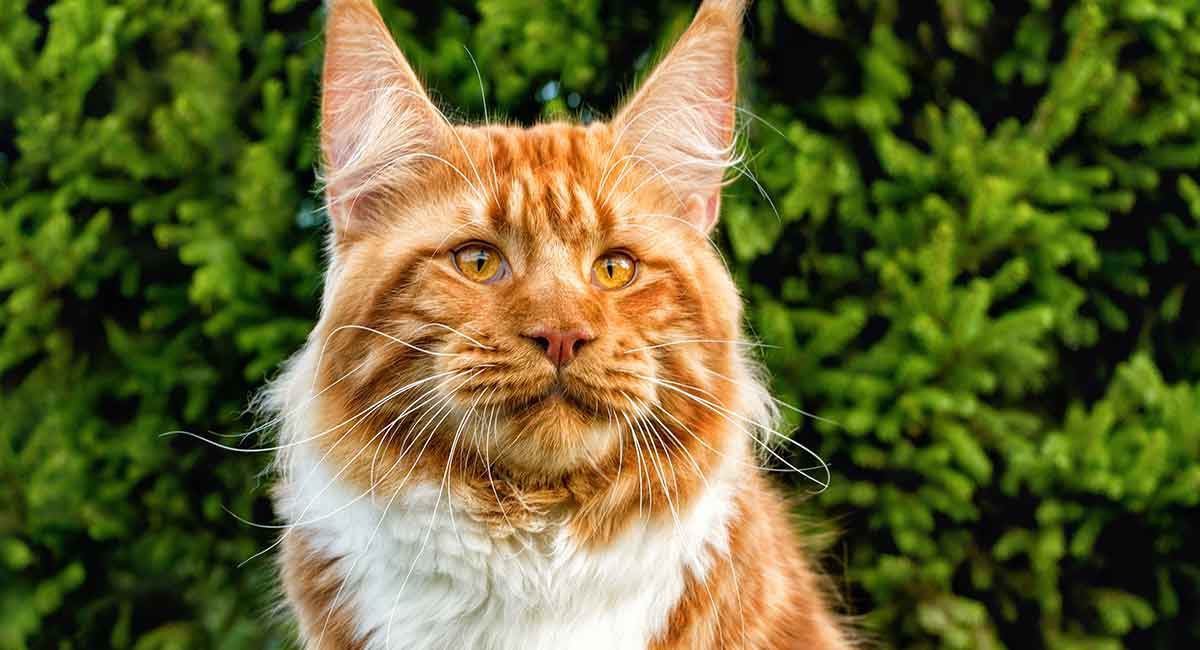 types of domestic cat breeds