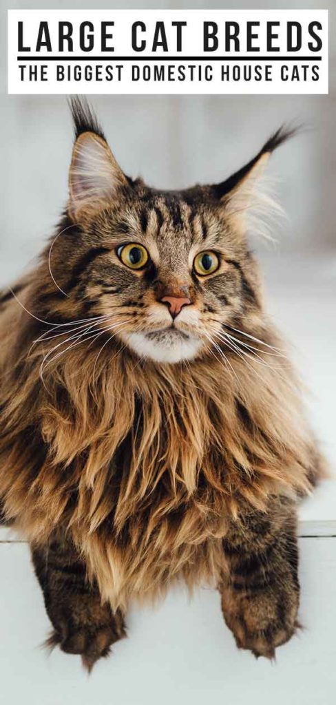 Large Cat Breeds - The Biggest Domestic House Cats