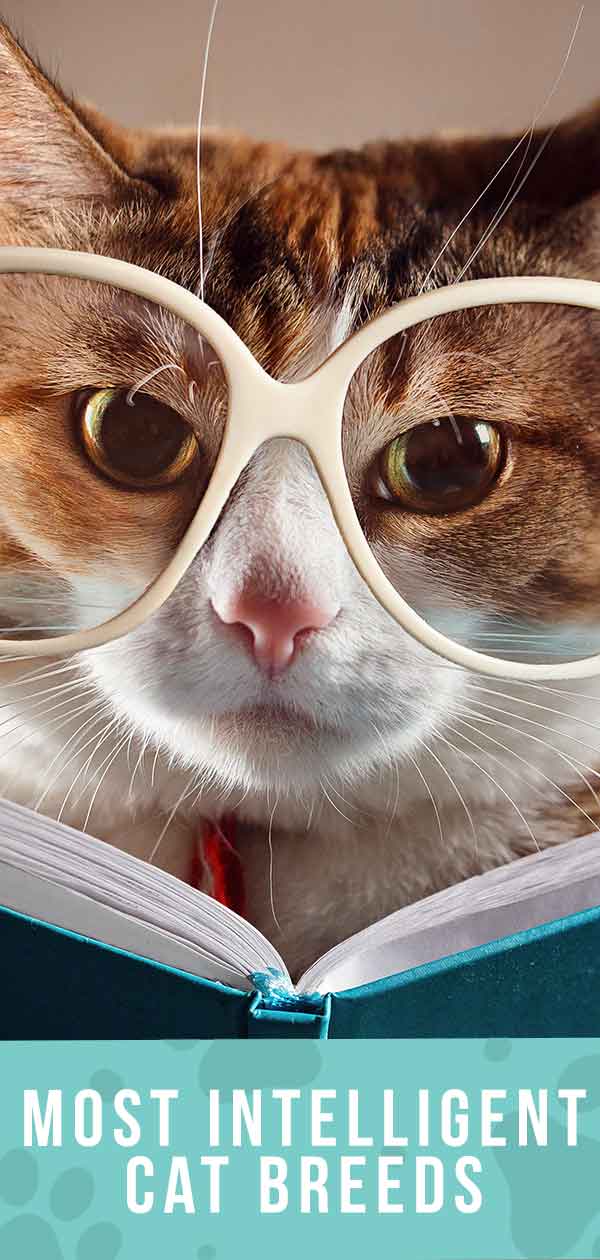 Smartest Cat Breed