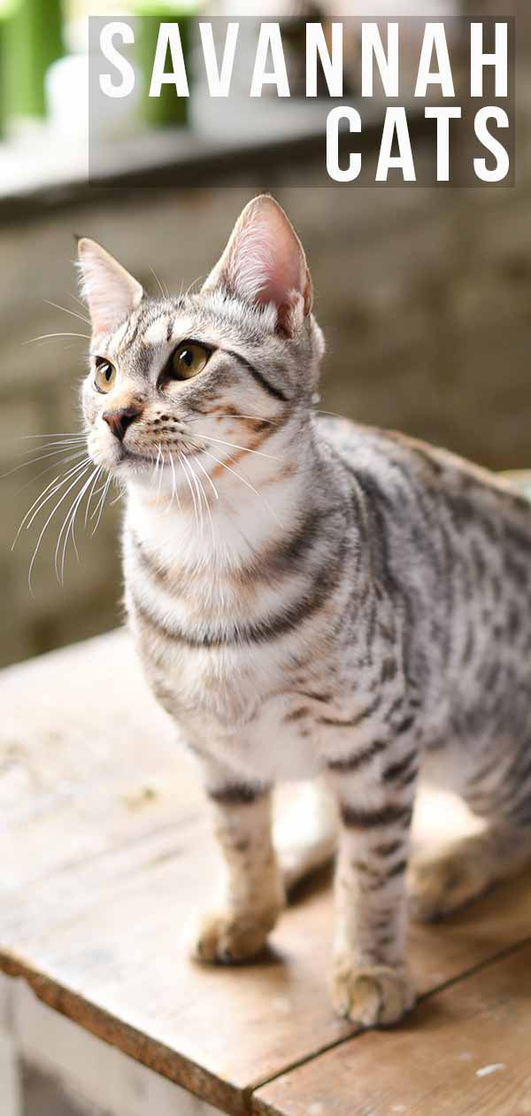 Update Unusual Savannah Cat Back Home In Onslow County Savannah Cat Savannah Chat F5 Savannah Cat