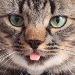 Why to cats stick their tongue out