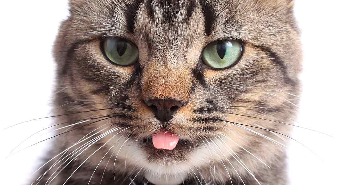 Why to cats stick their tongue out