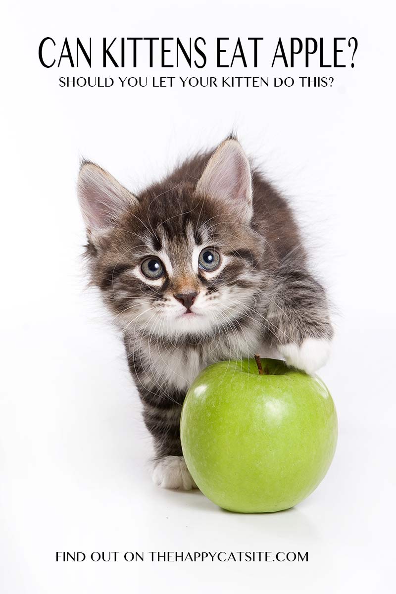 Can Cats Eat Apples Is It The Best Treat