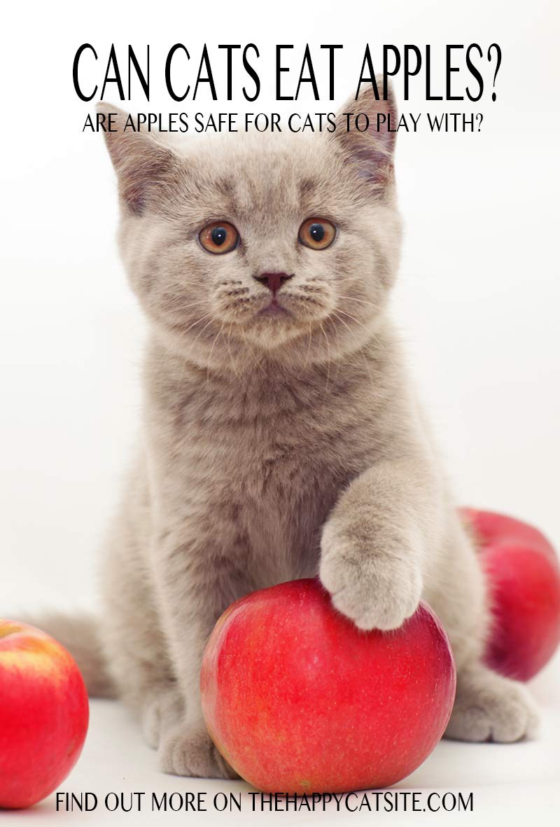 Petrine Mikaelsen Are Flowers Bad For Cats To Eat The Garden Flowers 