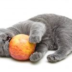 Can cats eat apples or play with them?