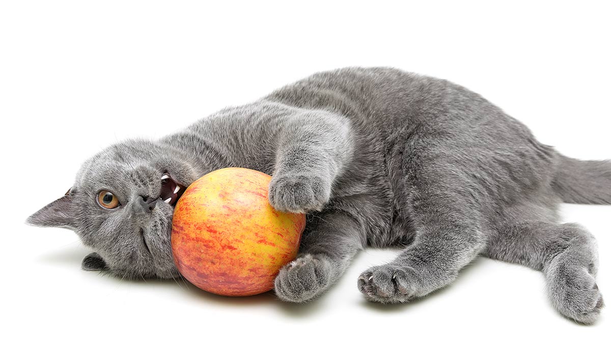 Can cats eat apples or play with them?
