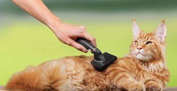 Top Cat Brushes for short, medium or long haired cats.