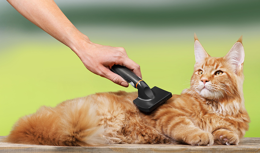 best cat grooming tools for matted fur