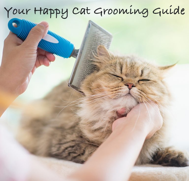 Choosing A Cat Brush And Top Cat Grooming Tips For Pet Owners