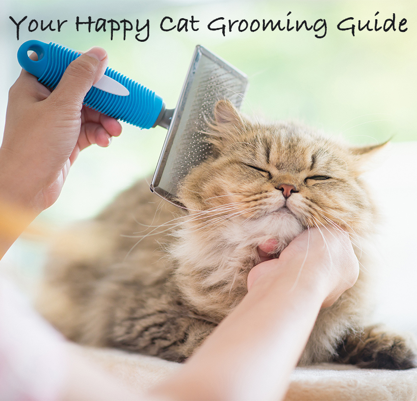 How To Groom A Cat. A guide to grooming your cat. From selecting the right cat brush, to getting your cat used to accepting being brushed.
