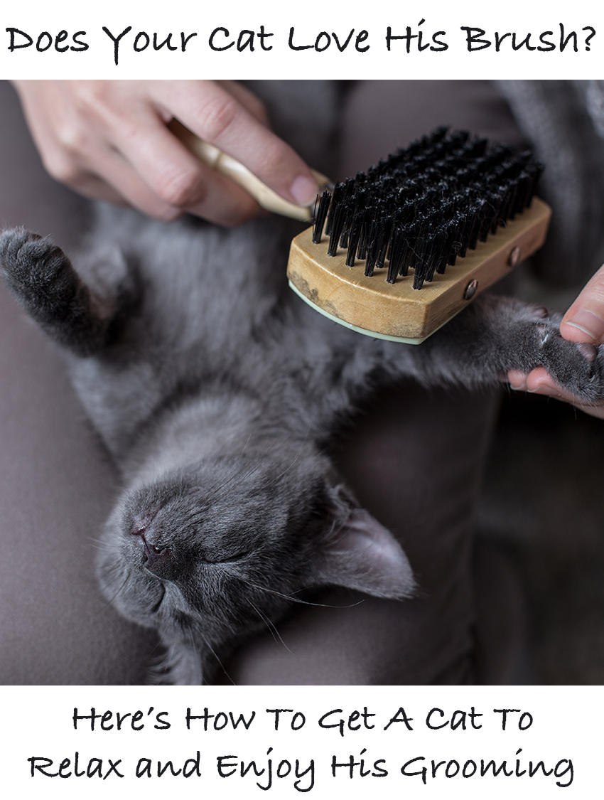 Helping your cat learn to love his brush. Cat grooming techniques and the importance of selecting the right cat brush