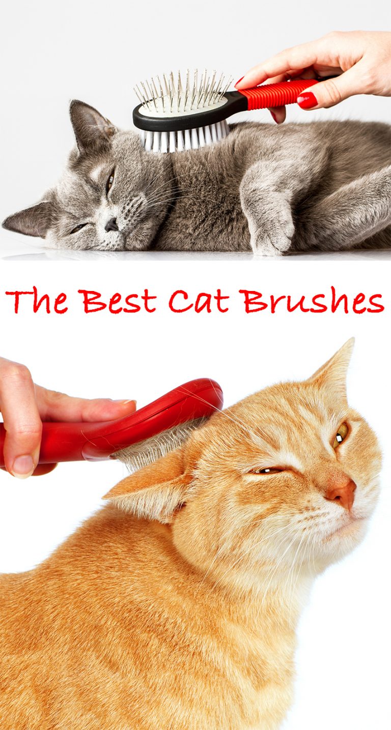 Choosing A Cat Brush And Top Cat Grooming Tips For Pet Owners