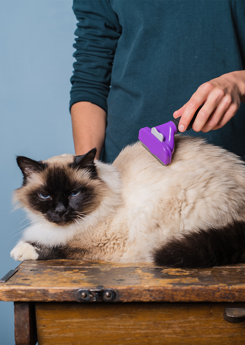 Choosing A Cat Brush And Top Cat Grooming Tips For Pet Owners