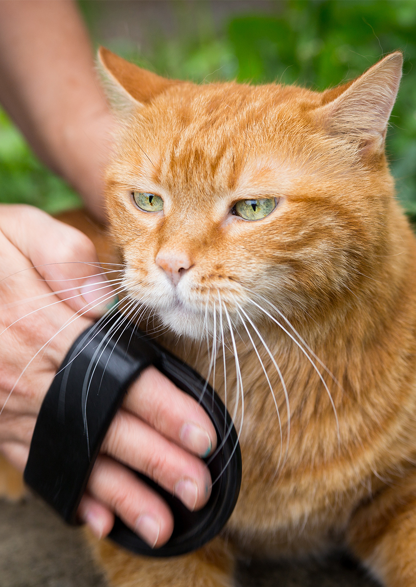 brushing cats fur