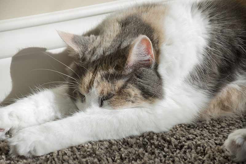 cat dementia affects different cats differently