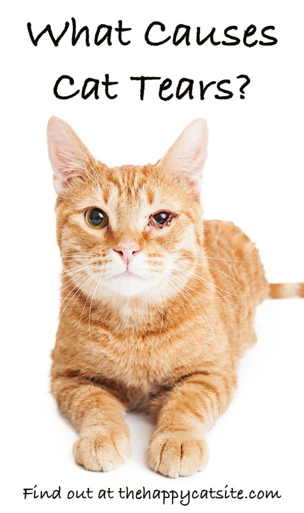 Do Cats Cry? A Guide to Cat Tears and What They Mean