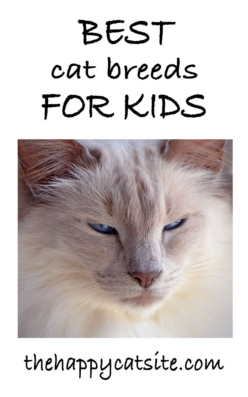 Find out which are the best cat breeds for children