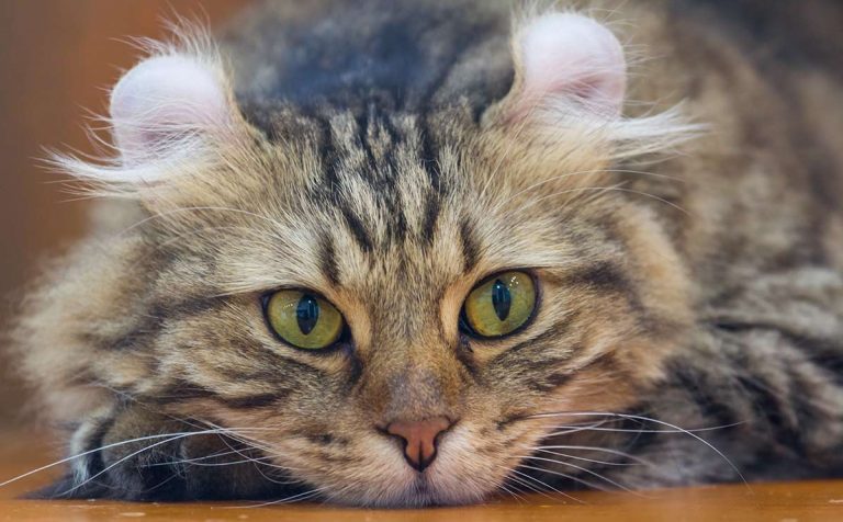 Cats for Kids: Choosing the best cat breeds for children