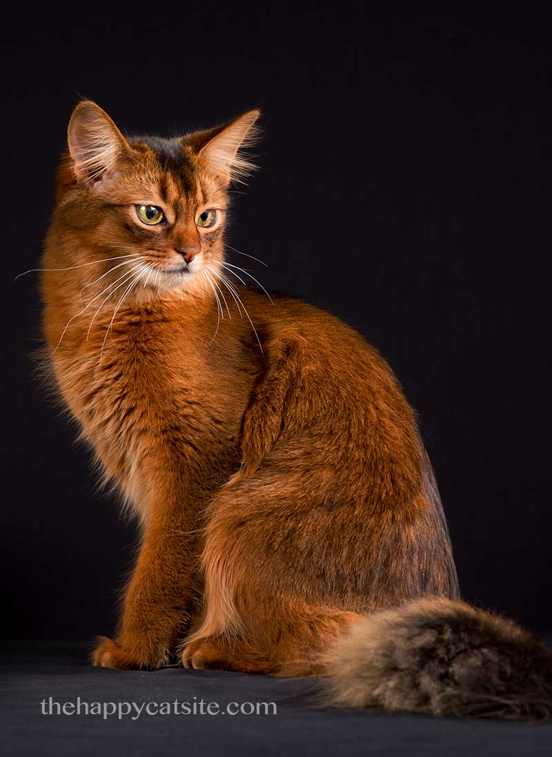 Somali cats are another contender in our search for the best cat breeds for children