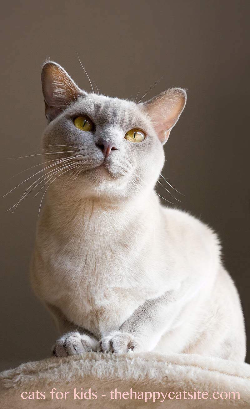 We help you find the best cat breeds for children and family life