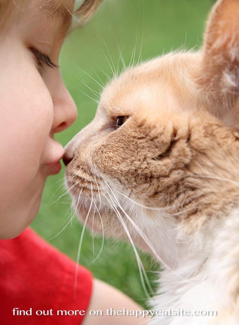 Best Cats for Kids Choosing the best cat breeds for children
