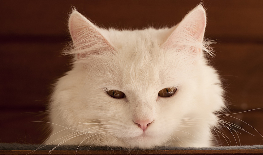 Cat Dementia – Signs, Treatments & Tips For Living With A Senile Cat