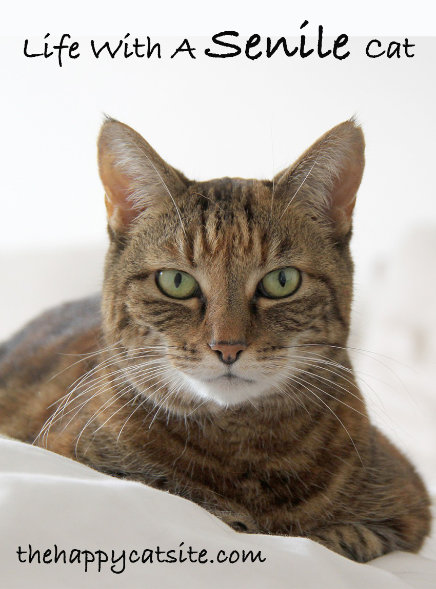 Cat Dementia – Signs, Treatments & Tips For Living With A Senile Cat