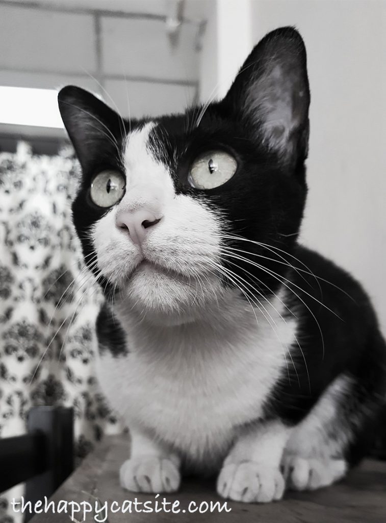 Cat Dementia Signs, Treatments & Tips For Living With A Senile Cat