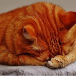 Large Cat Breeds - The Biggest Domestic House Cats