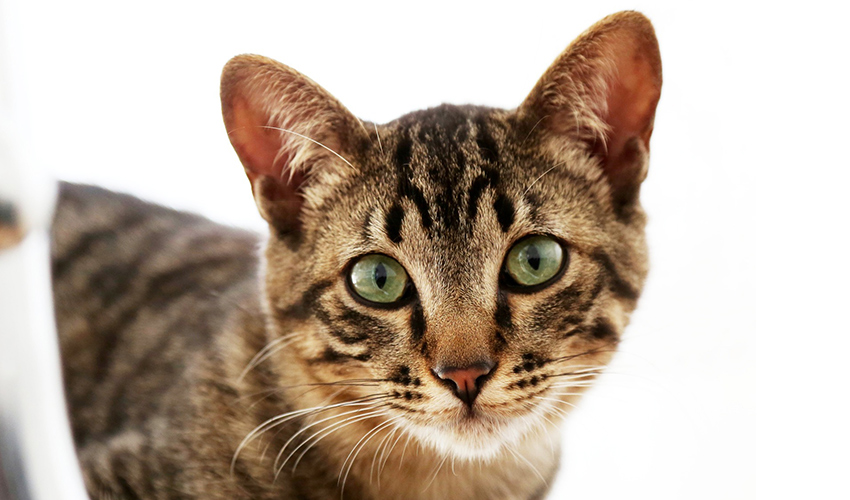 Features Of Your Cat s Ears 23 May 2017 Pet Blog Veterinary Tips