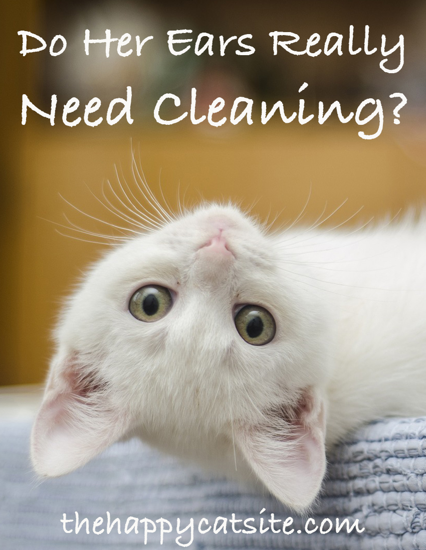 how to clean cats ears