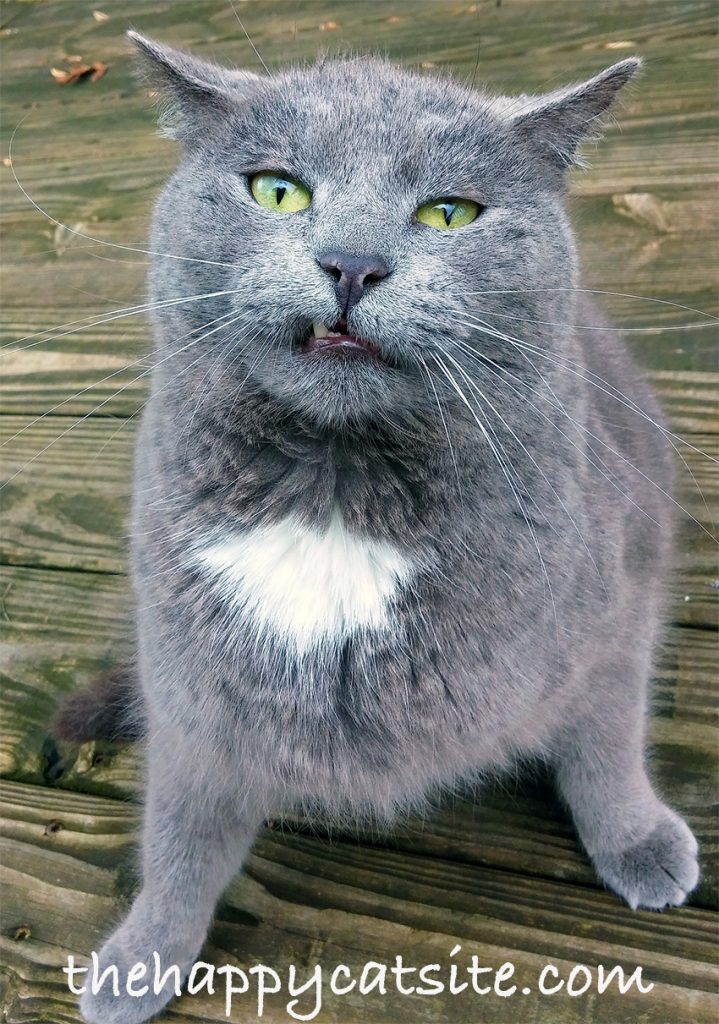 Cat Ears Down? Cat Ears Back? A Complete Guide To Cat Ear Language