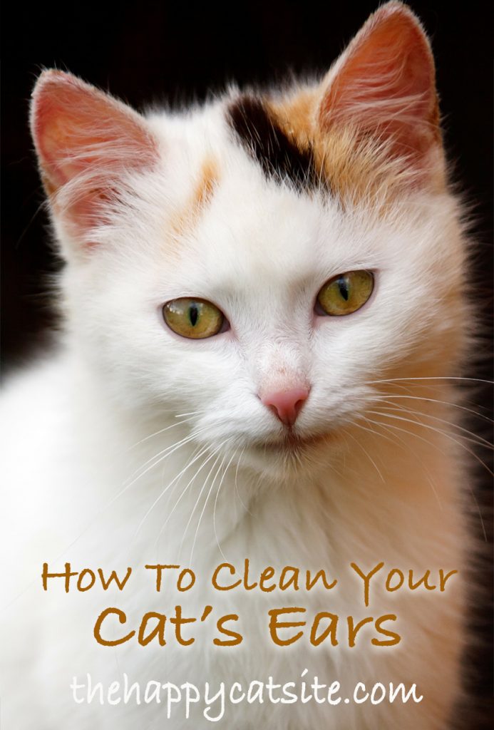 How To Clean Cats Ears A Guide To Cleaning Cat Ear Wax And Dirt