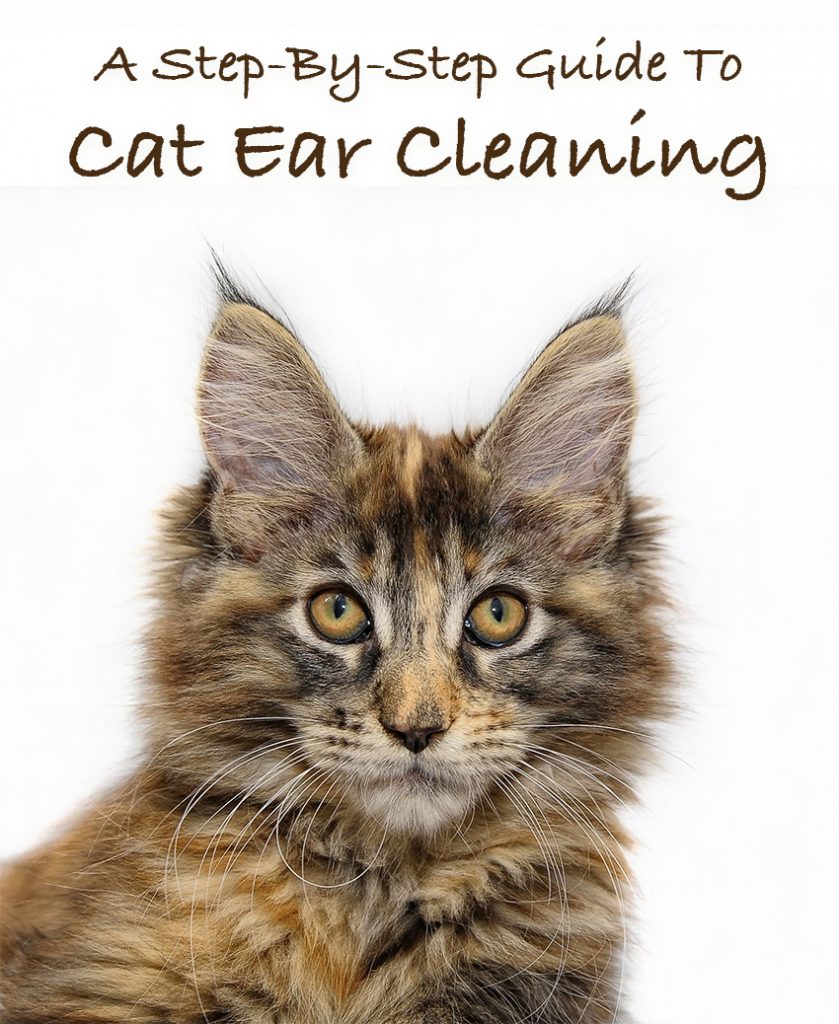 How To Clean Cats Ears A Guide To Cleaning Cat Ear Wax And Dirt