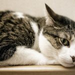Cat Ears Down! What does it mean and why do cats put their ears down?