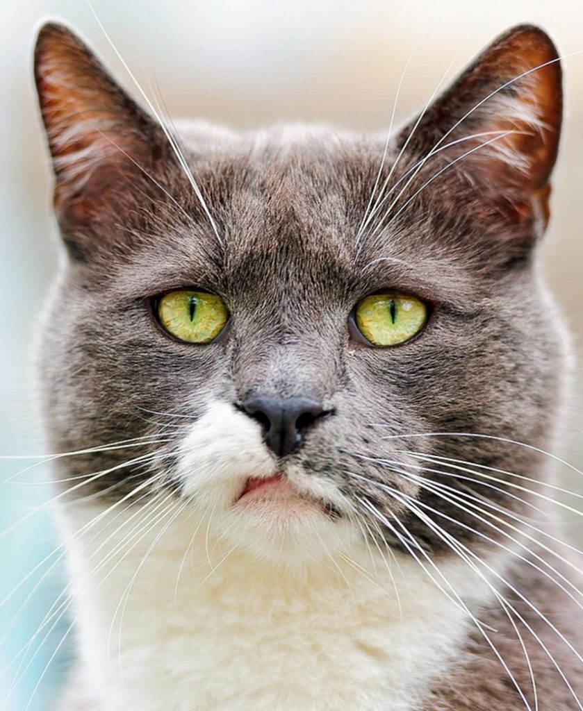 How To Clean Cats Ears A Guide To Cleaning Cat Ear Wax And Dirt