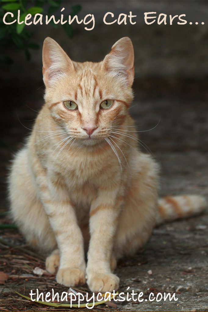 How To Clean Cats Ears A Guide To Cleaning Cat Ear Wax And Dirt