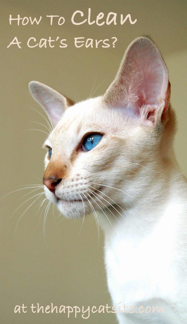 How To Clean Cats Ears A Guide To Cleaning Cat Ear Wax And Dirt
