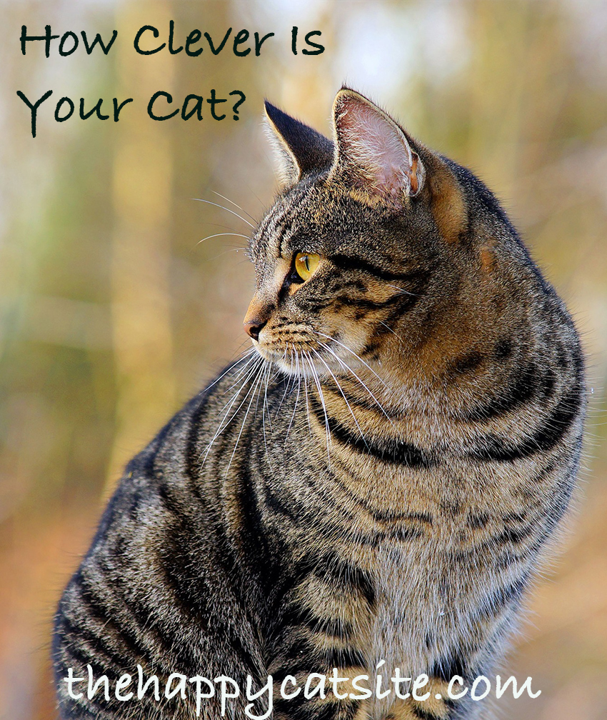 Most Intelligent Cat Breeds - From Cat IQ to Knowing Your Clever Cats