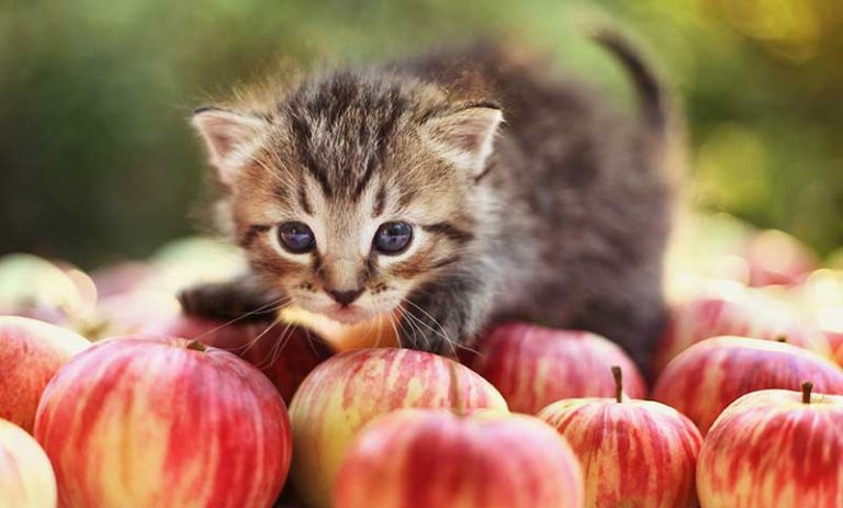 nekoondesktop mac cannot delete cats nekoondesktop mac cannot delete cats