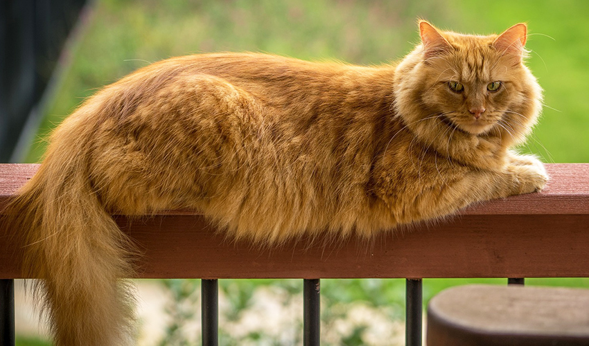 Large Cat Breeds The Biggest Domestic House Cats