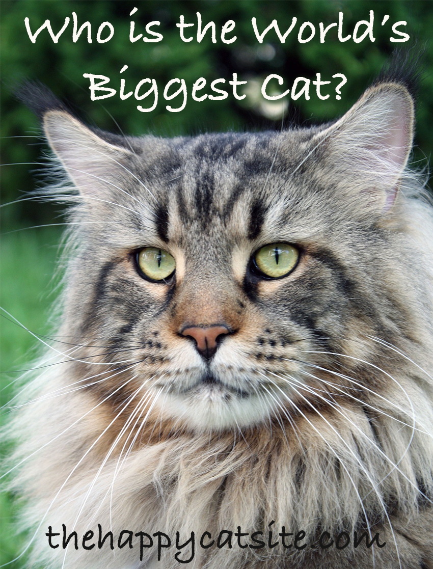 Large Cat Breeds - The Biggest Domestic House Cats